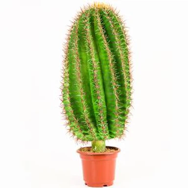 Decoración Artificial Cactus