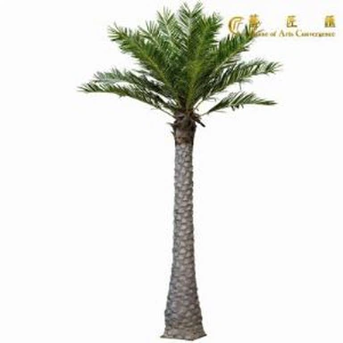 Mini palmera datilera