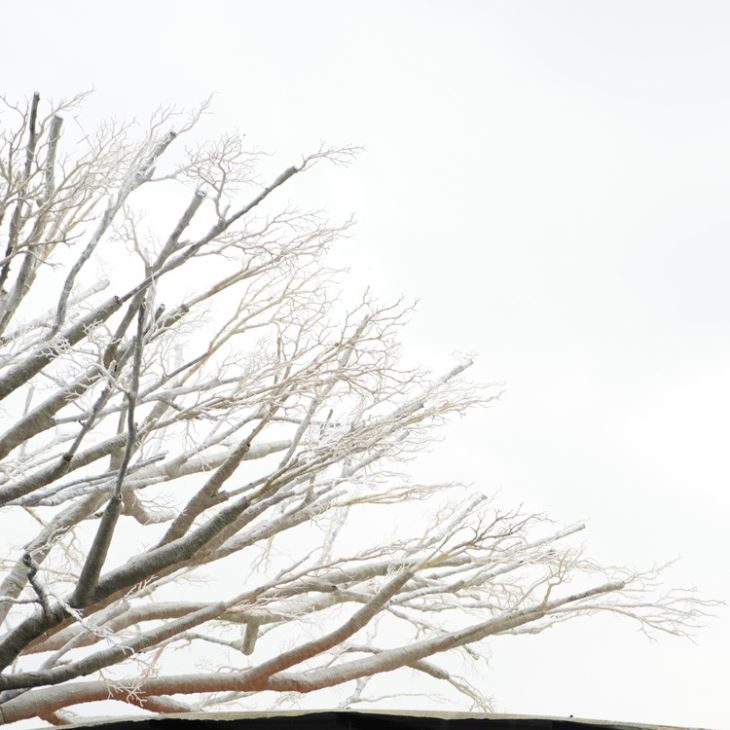 White Large Landscape Decoration Dry Trees