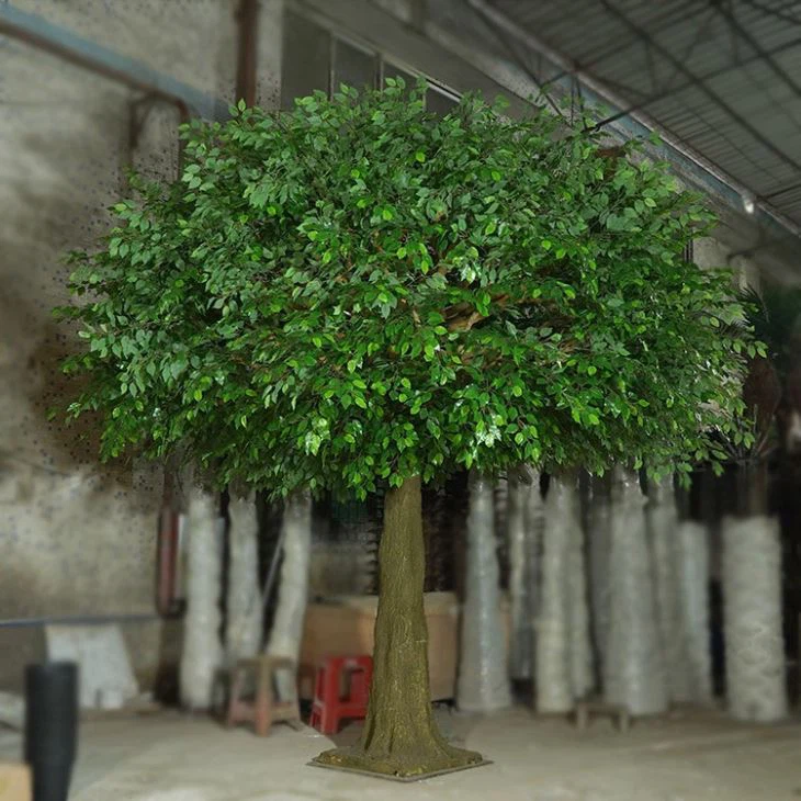 Outdoor Ficus Tree
